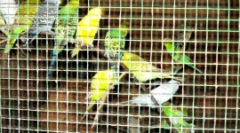 Bird In A Cage Photo