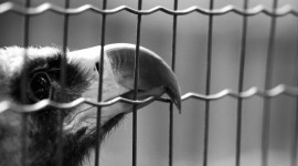 Bird In A Cage Wallpaper For Desktop