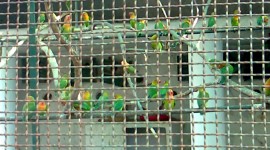 Bird In A Cage Wallpaper Gallery