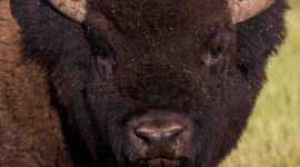 Bison Wallpaper For IPhone
