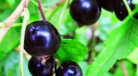 Black Currant Wallpaper For Android