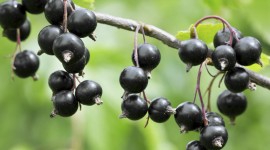Black Currant Wallpaper For PC