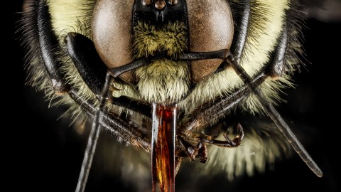 Bombus wallpapers high quality