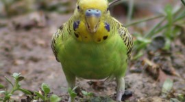 Budgerigar Wallpaper For IPhone Free