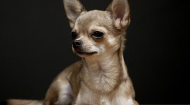 Chihuahua Desktop Wallpaper