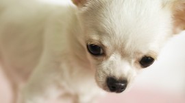 Chihuahua Wallpaper For IPhone