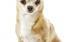 Chihuahua Wallpaper For IPhone 6