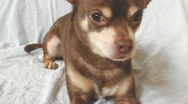 Chihuahua Wallpaper For IPhone Download