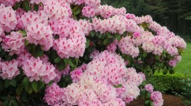 Coast Rhododendron Photo Download