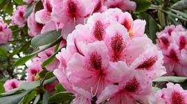 Coast Rhododendron Photo Free