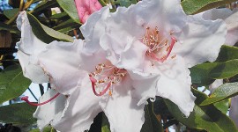 Coast Rhododendron Wallpaper For IPhone