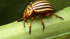 Colorado Beetle Wallpaper 1080p
