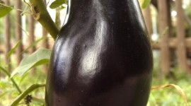 Eggplant Wallpaper For IPhone Download
