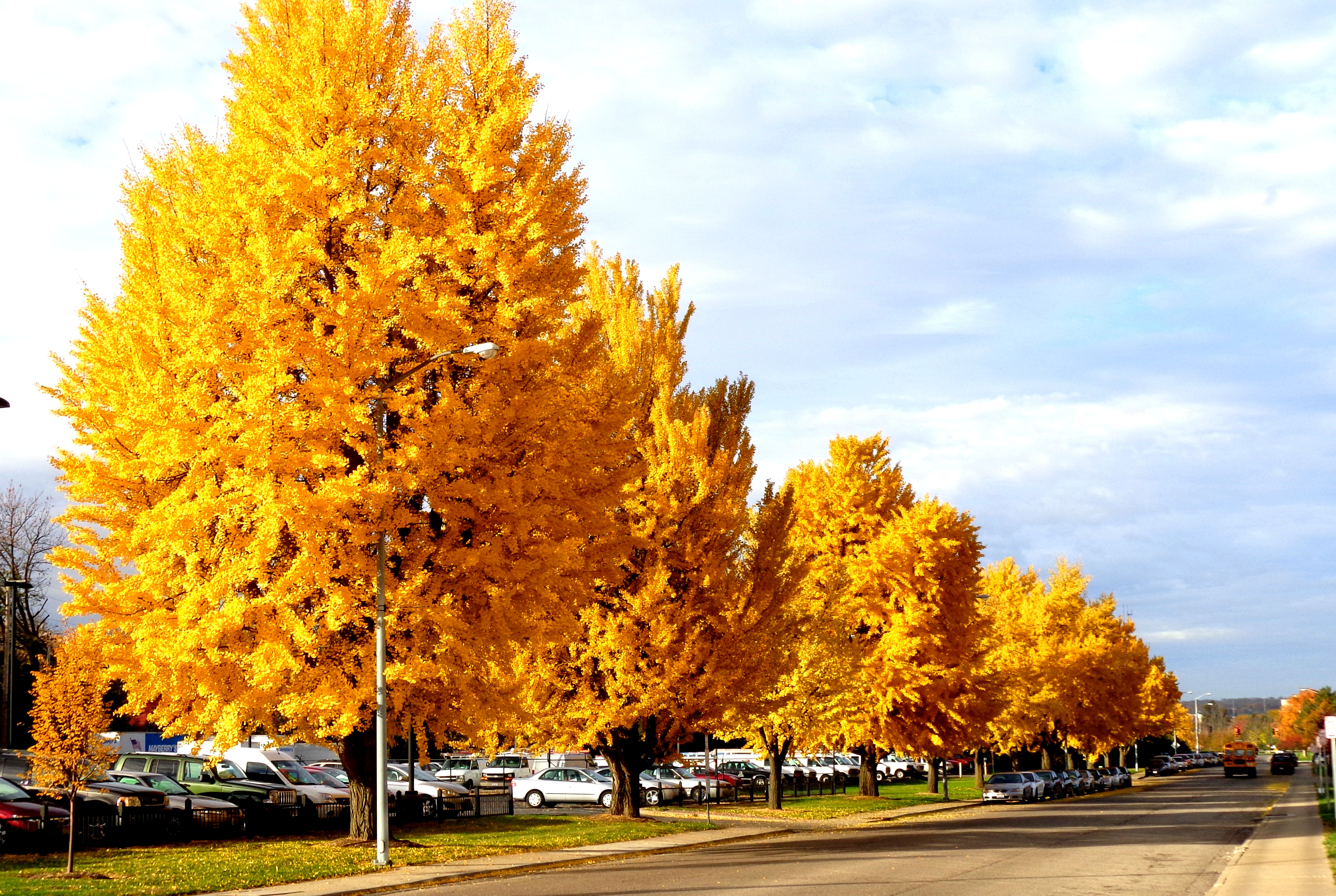 Golden Autumn Wallpapers High Quality | Download Free