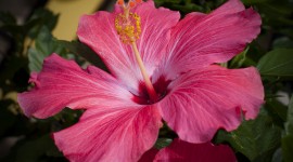 Hawaiian Hibiscus Photo Free