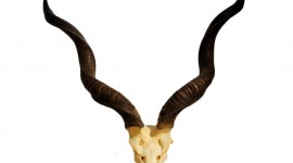 Horns Desktop Wallpaper