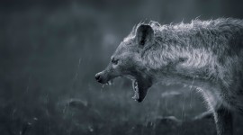 Hyena Desktop Wallpaper