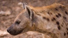 Hyena Wallpaper 1080p