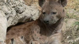 Hyena Wallpaper For IPhone