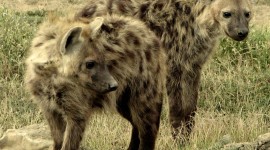 Hyena Wallpaper HD