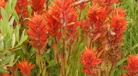 Indian Paintbrush Wallpaper For Android#1