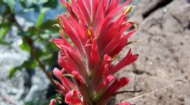 Indian Paintbrush Wallpaper For IPhone