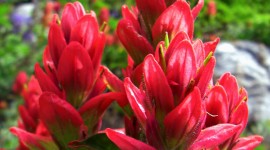 Indian Paintbrush Wallpaper For IPhone#1