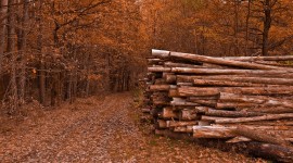 Logging Wallpaper Full HD
