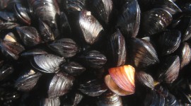 Mussels Wallpaper For IPhone