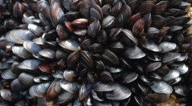 Mussels Wallpaper Full HD#2