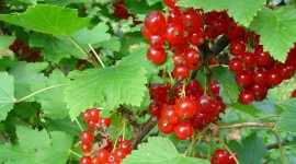 Red Currant Photo
