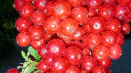Red Currant Wallpaper For IPhone#1