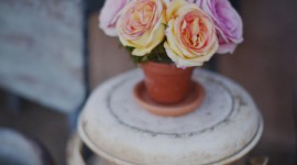 Rose In Pots Wallpaper For Android