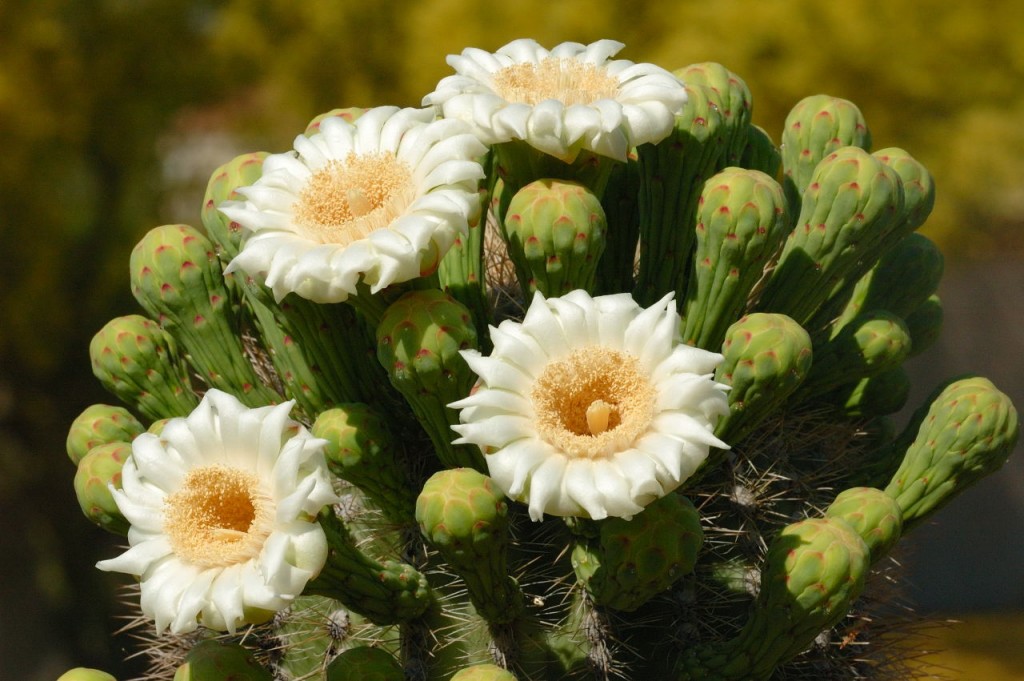 Saguaro Cactus Blossom wallpapers HD
