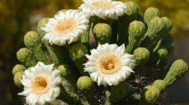 Saguaro Cactus Blossom Best Wallpaper