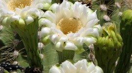 Saguaro Cactus Blossom Desktop Wallpaper