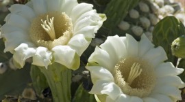 Saguaro Cactus Blossom Desktop Wallpaper HD