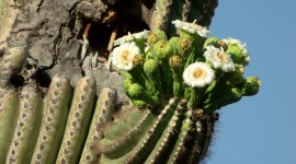 Saguaro Cactus Blossom Photo