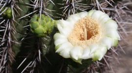 Saguaro Cactus Blossom Photo Download