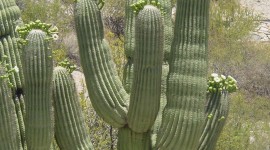 Saguaro Cactus Blossom Photo Download#1