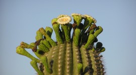 Saguaro Cactus Blossom Photo Free