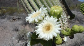 Saguaro Cactus Blossom Photo Free#1