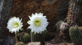 Saguaro Cactus Blossom Photo#1