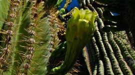 Saguaro Cactus Blossom Photo#2