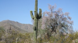 Saguaro Cactus Blossom Wallpaper 1080p#1