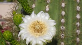 Saguaro Cactus Blossom Wallpaper