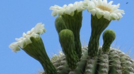 Saguaro Cactus Blossom Wallpaper Download