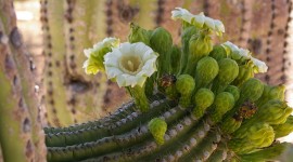 Saguaro Cactus Blossom For Android