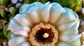 Saguaro Cactus Blossom For Mobile