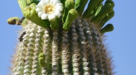 Saguaro Cactus Blossom For Mobile#1